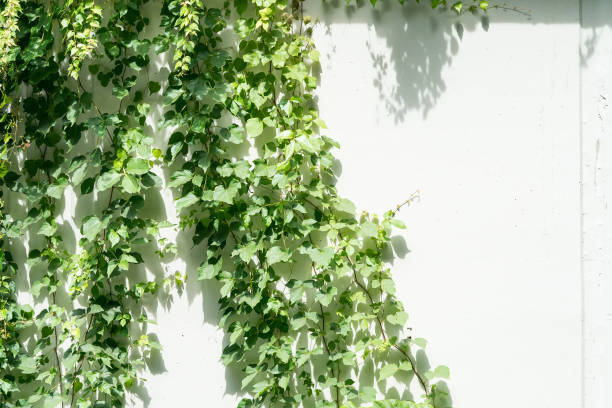 istock ivy leaves isolated on white 1027533356