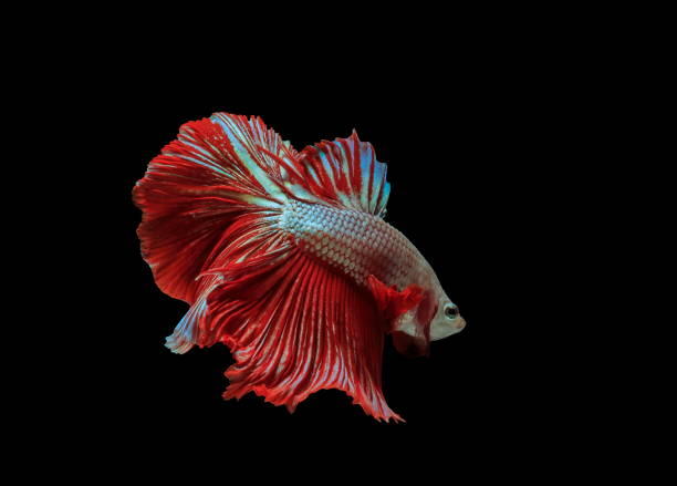istock Siamese fighting fish, red fish, black background Betta splendens, Betta Fish, Halfmoon Betta. 1027533758