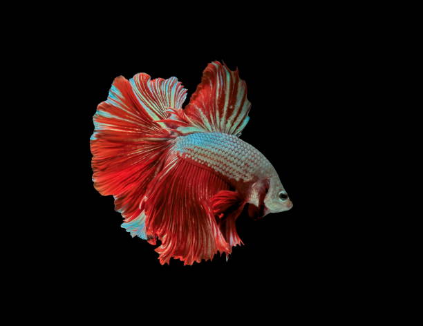 istock Siamese fighting fish, red fish, black background Betta splendens, Betta Fish, Halfmoon Betta. 1027533844