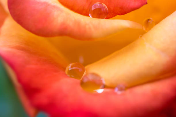 Indian rubber plant in the rain.