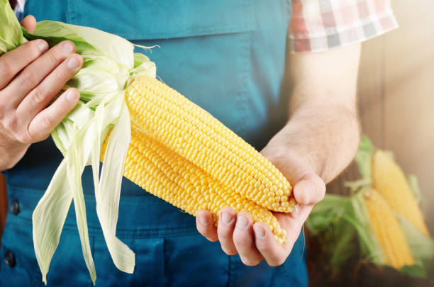 istock Farmer hold fresh organic corn cobs in his hands. Vegetable harvest concept 1027537000