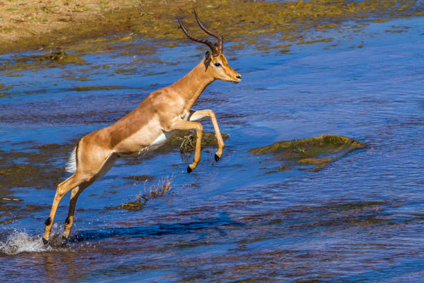 istock Common Impala in Kruger National park, South Africa 1027537006