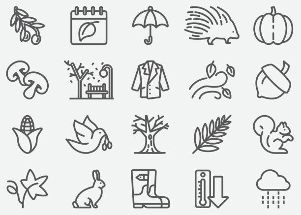 herbst-line-symbole - pine nut stock-grafiken, -clipart, -cartoons und -symbole