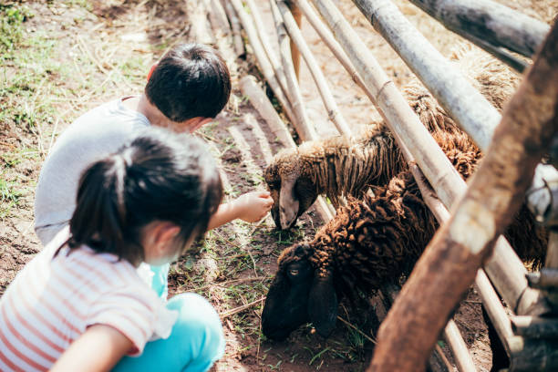 istock boy and girl feed sheep 1027537368