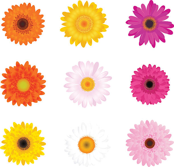 bunte gerbers set - einzelne blume stock-grafiken, -clipart, -cartoons und -symbole