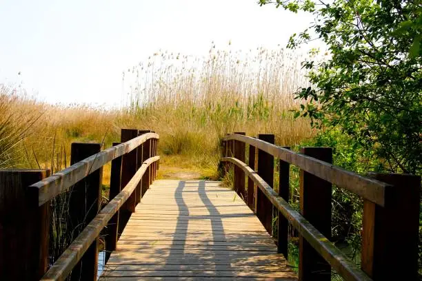 Wooden bridge in a swamp, with nature vegetation in the background