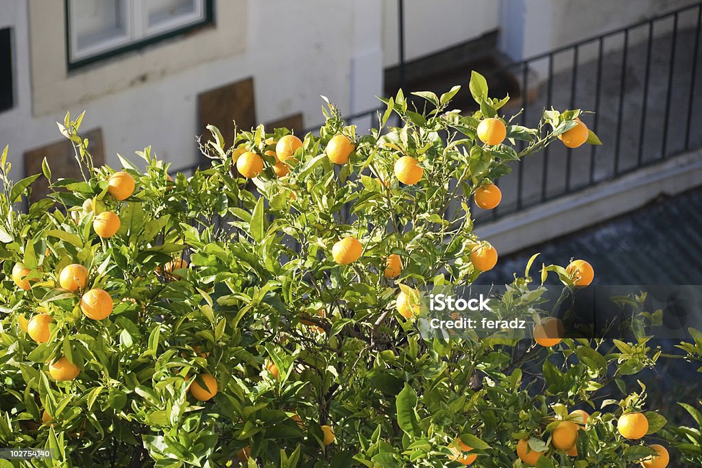 Апельсины в дерево - Стоковые фото Апельсин роялти-фри