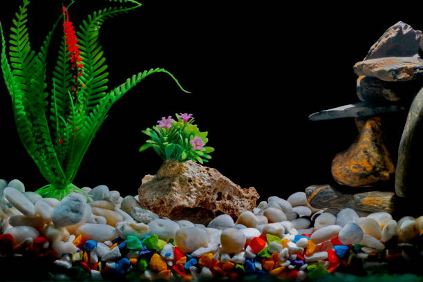 istock Fish tank decorations, with gravel and trees on a black backdrop. 1027542650