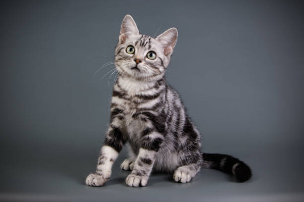 istock American shorthair cat on colored backgrounds 1027543028