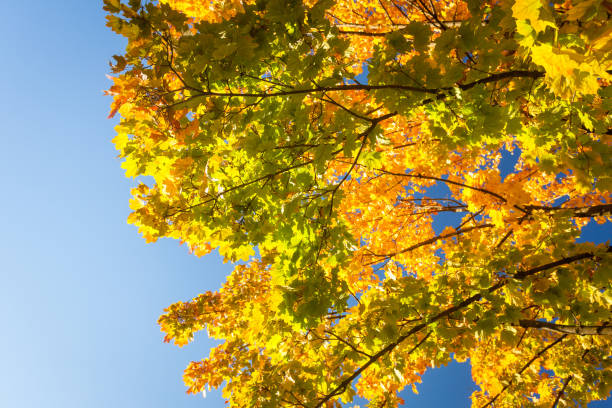istock Bright day autumn leaves 1027543752