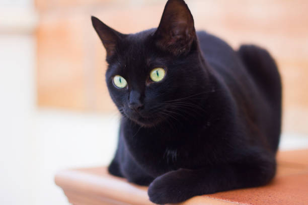 istock Black cat with yellow eyes, relaxed on a shelf 1027544384