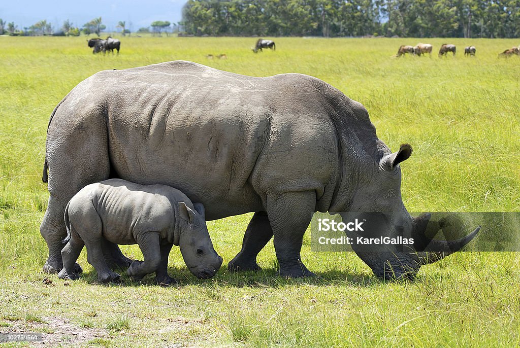 Белый rhino с 2 недели икры - Стоковые фото Африка роялти-фри
