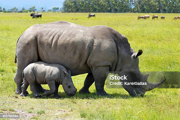 Белый Rhino С 2 Недели Икры — стоковые фотографии и другие картинки Африка - Африка, Белый, Большой
