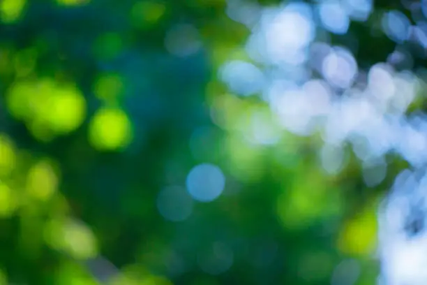 Blurred bokeh effect on a background of green tree leaves and a blue sky on a sunny day