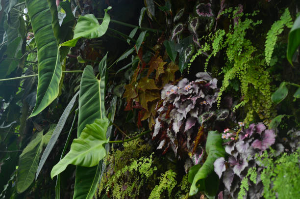Cloud Forest Singapore, Singapore, Asia