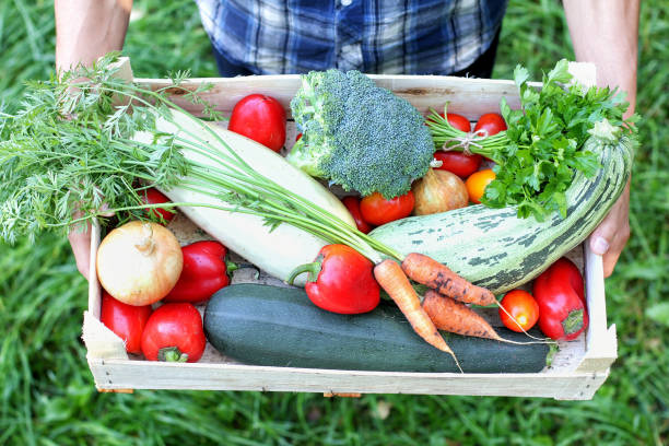 istock Farmer keeps a box of vegetables. Autumn harvesting concept. Top view. 1027554856