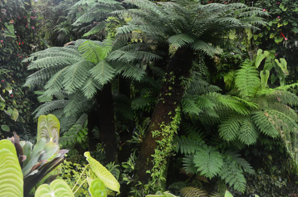 istock Cloud Forest Singapore, Singapore, Asia 1027555086