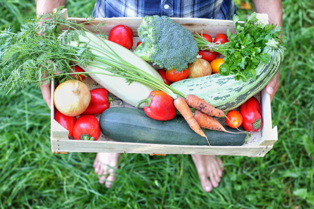 istock Barefoot farmer keeps a box of vegetables. Autumn harvesting concept. Top view. 1027555112