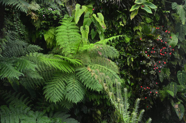 Cloud Forest Singapore, Singapore, Asia