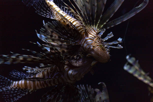 istock Lionfish invasion in the Caribbean 1027555324
