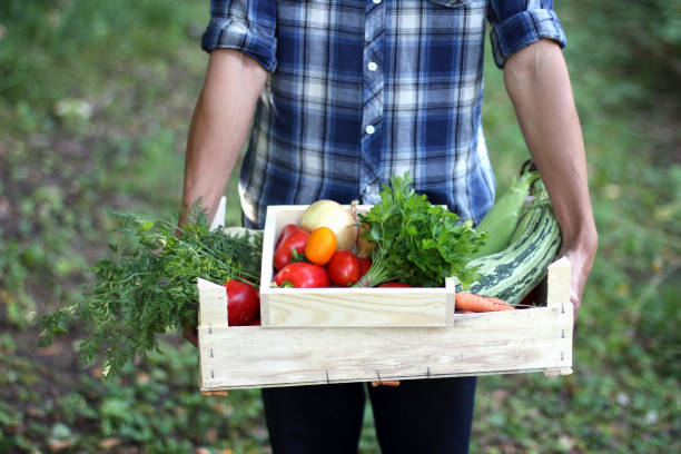 istock Farmers hand with two wooden boxes with fresh vegetables. Farmer picking vegetables. 1027555430
