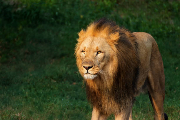 istock Walking lion in the setting sun on a green background 1027555608