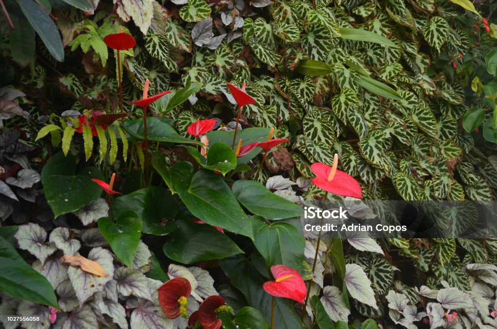 Cloud Forest Singapore, Singapore, Asia Architectural Dome Stock Photo