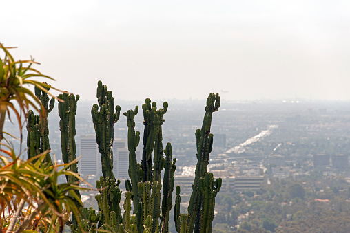 A view of cactus plants and cityscape of Los Angeles, California