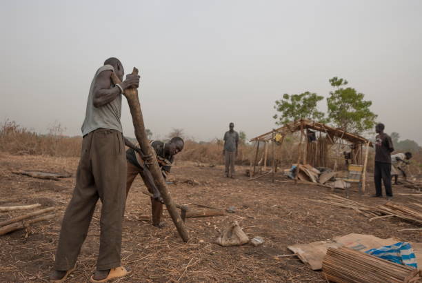 Refugees prepare wooden log for a construction of hovel in displaced persons camp, Juba, South Sudan. stock photo