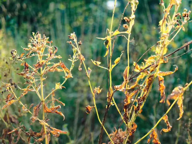 Wild-growing grass damaged by pests in the end of the summer