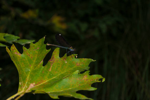 Colorful dragonfly sitting on a green leaf.