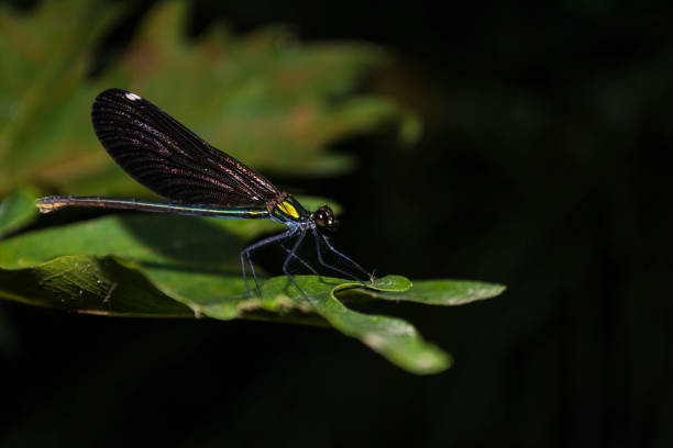 istock Colorful dragonfly sitting on a green leaf 1027567802