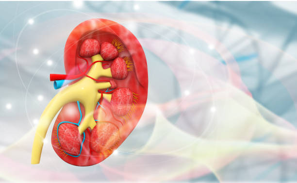 istock Human kidney cross section anatomy 1027567860