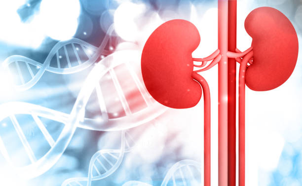 Human kidney with DNA structure stock photo