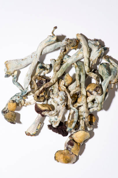 istock narcotic fungus, dry narcotic substances 1027578098