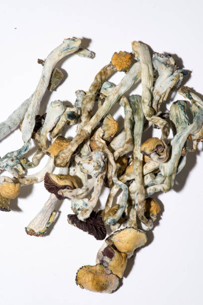 istock narcotic fungus, dry narcotic substances 1027578110