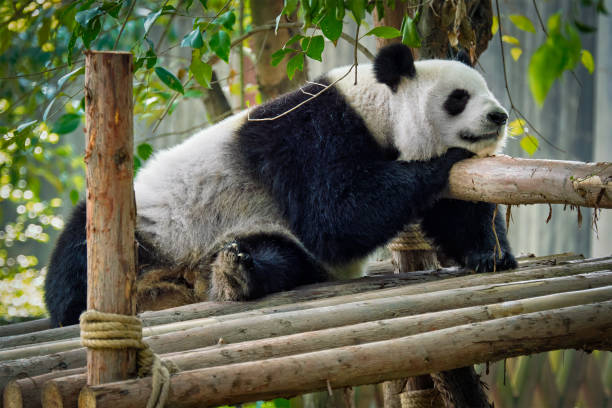 istock Giant panda bear in China 1027579220