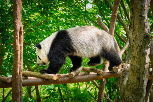 istock Giant panda bear in China 1027579424