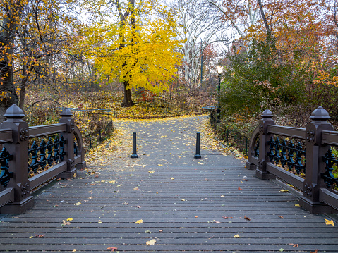 Central Park, New York City  in autumn with fall foliage