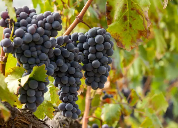 ripe red grape clusters on the vine