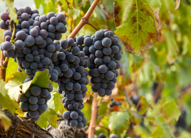ripe red grape clusters on the vine - montepulciano imagens e fotografias de stock