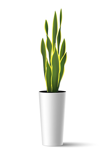 Vector illustration of house plant Sansevieria trifasciata (mother-in-law's tongue) in high pot
