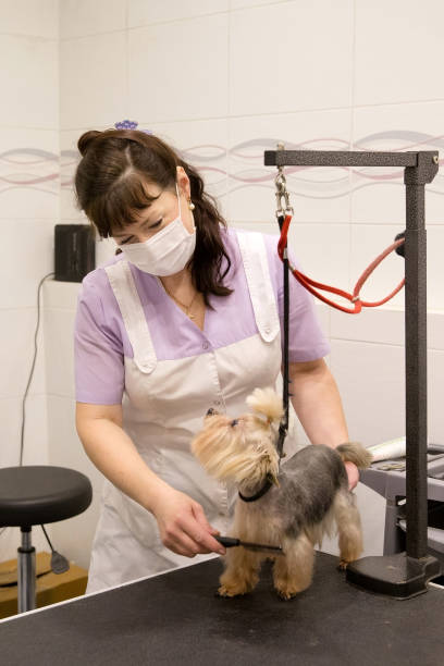 istock Dog in pet grooming salon 1027585888