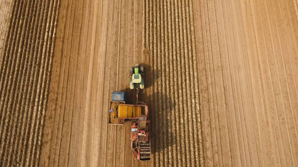 istock Harvesting potatoes on the field 1027589276