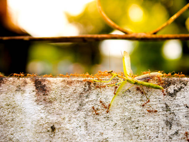 Red Weaver Ants tearing their prey apart to carrying a dead big green mantis together along the wall of white fence back to their nest for food. Teamwork, unity and harmony idea of business concept. rojo tejedor hormigas desgarrando su presa a llevar un muerto gran mantis verde juntos a lo largo de la pared de la valla blanca de regreso a su nido para el alimento. idea de trabajo en equipo, la unidad y armonía de concepto del negocio.