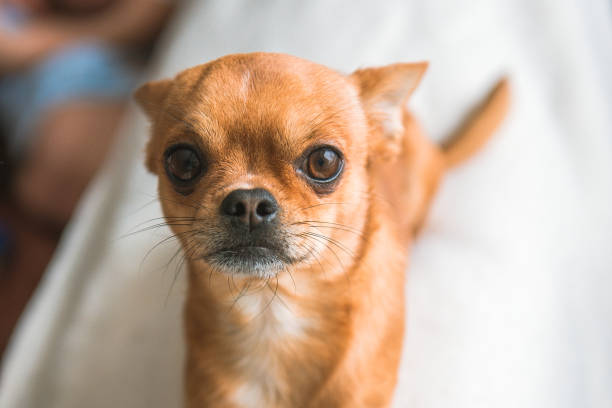 istock Chihuahua at home 1027594462