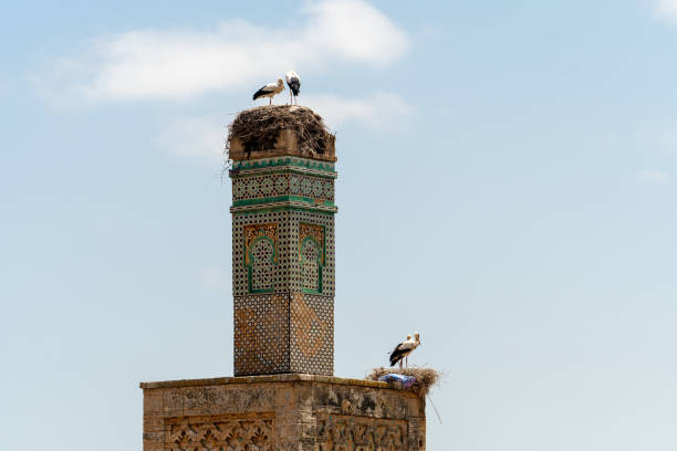 Two white stork nests on the top of the minaret of a disused mosque in Chellah, Rabat, Morocco