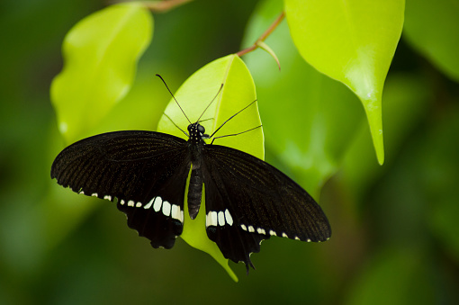 closeup of black butterfly on ficus leaves in a tropical green house