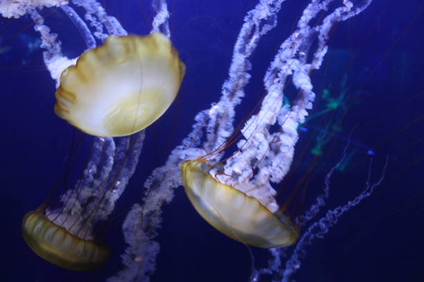 istock Bunch of Jelly Fish 1027607584
