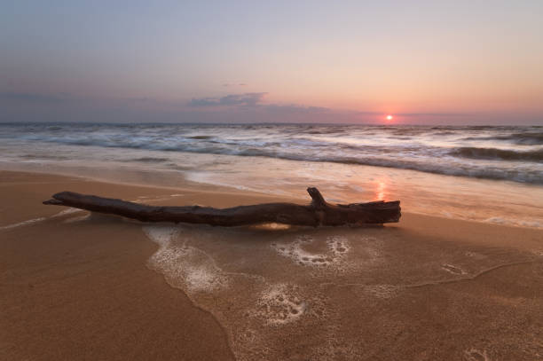 istock log lying on the shore of an abandoned beach 1027623414